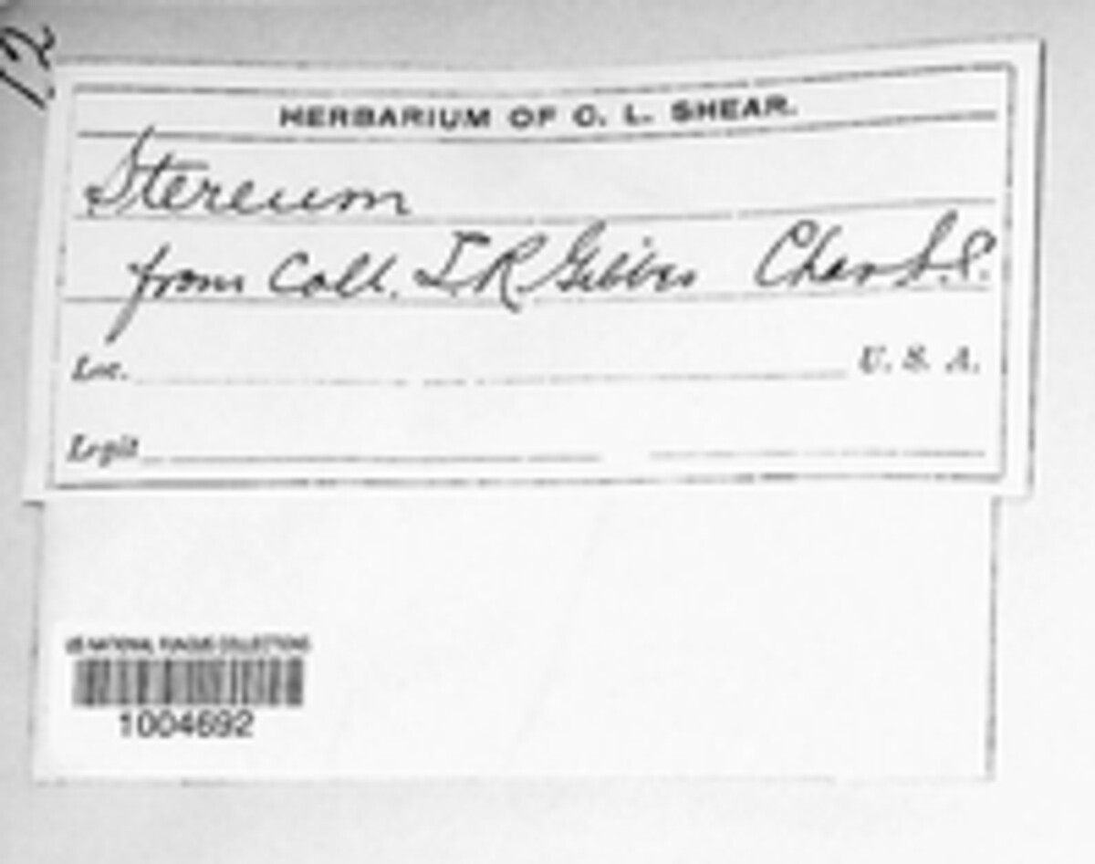 Stereum image
